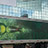 Heineken roll out their new truck graphics